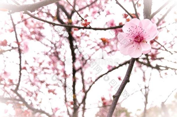 背景开花樱桃樱桃花中国人