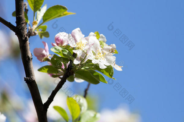 苹果树上的花映在蓝<strong>天上</strong>