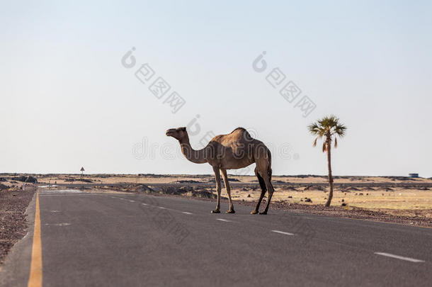 骆驼在沙漠中过马<strong>路</strong>