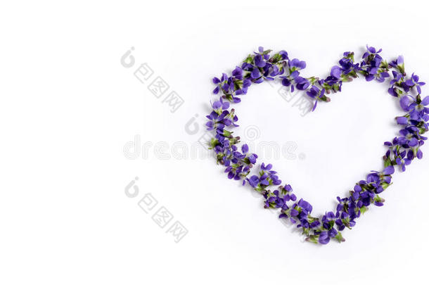 精致的弹簧紫罗兰，以一颗心的形状，在白色的背景上特写