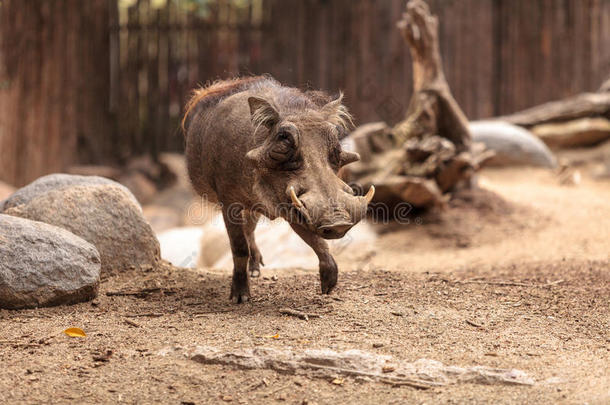 常见的疣猪叫PhacochoerusAfricanus