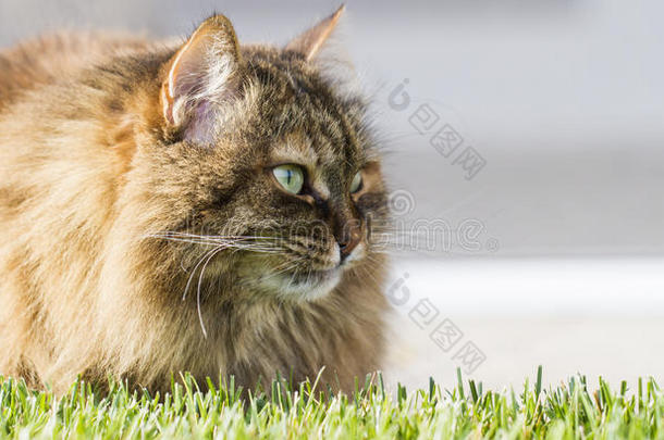 西伯利亚的棕色毛茸茸的猫在花园里的草地上繁殖