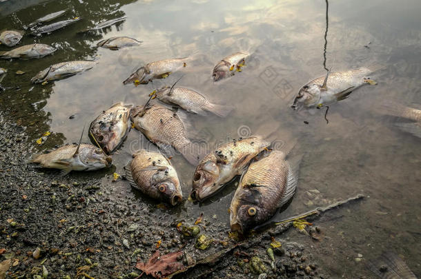 河上死鱼。 暗水污染