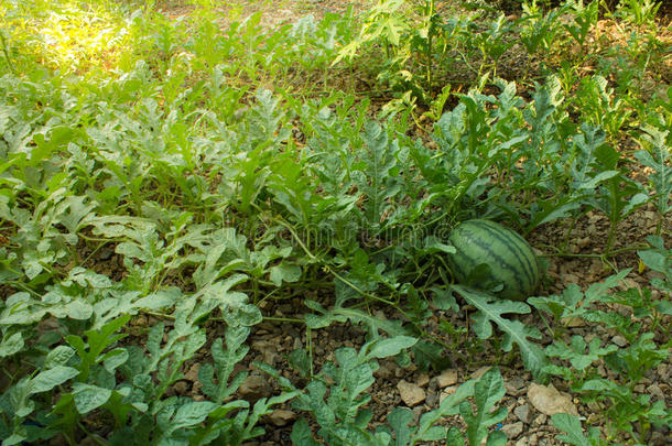 西瓜，西瓜在绿色瓜田上的形象