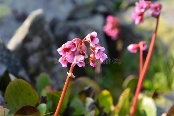 花白菜