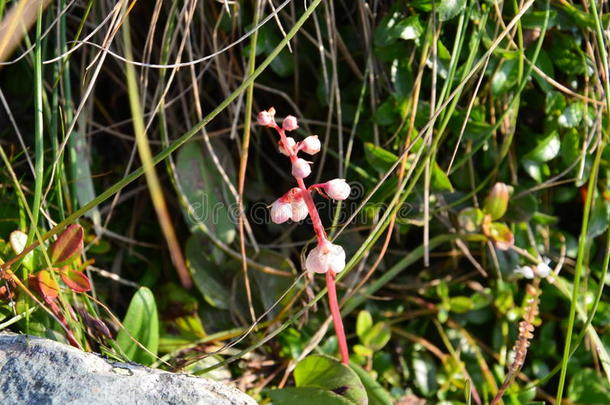 花白菜