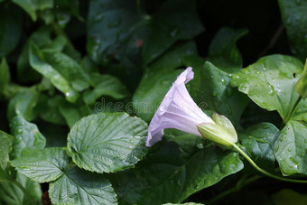 雨后花在水滴里图片