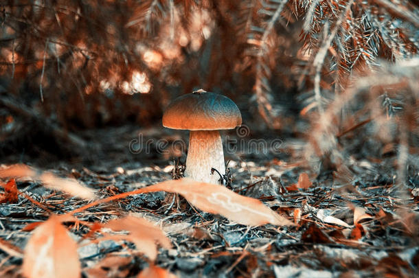 秋天的蘑菇在树下。 美丽的红色秋天。