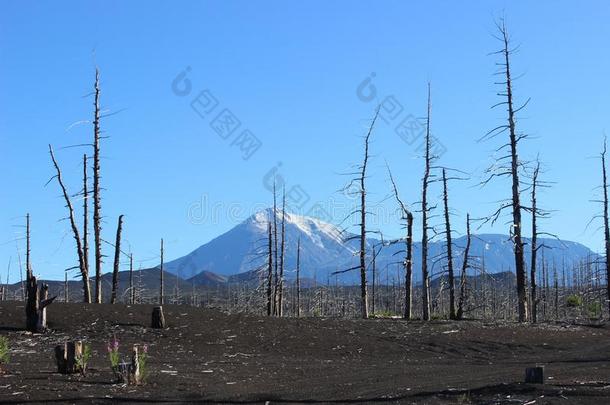 死森林，托尔巴赫克<strong>火山</strong>