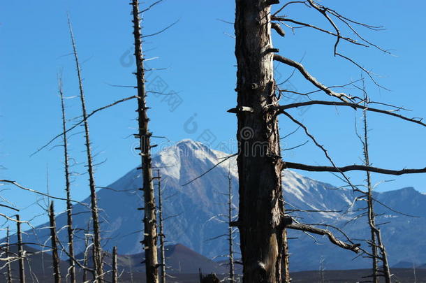 死森林，托尔巴赫克<strong>火山</strong>