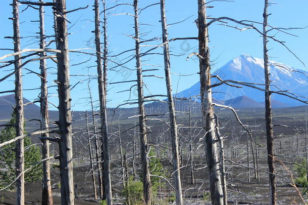 死森林，托尔巴赫克<strong>火山</strong>