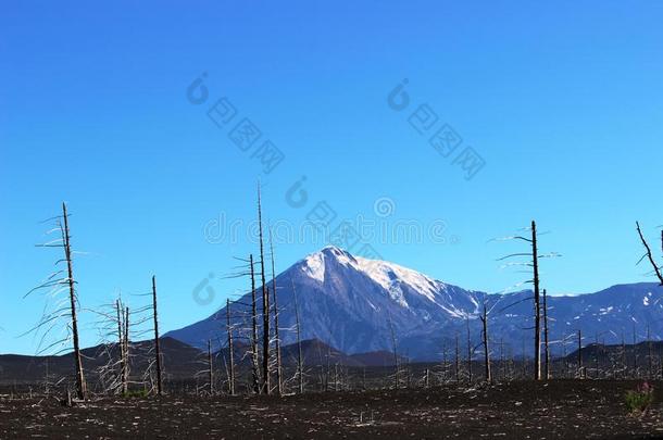 死森林，托尔巴赫克<strong>火山</strong>