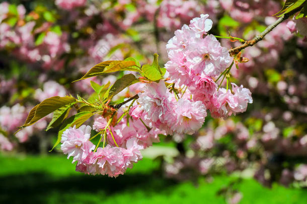 樱花枝