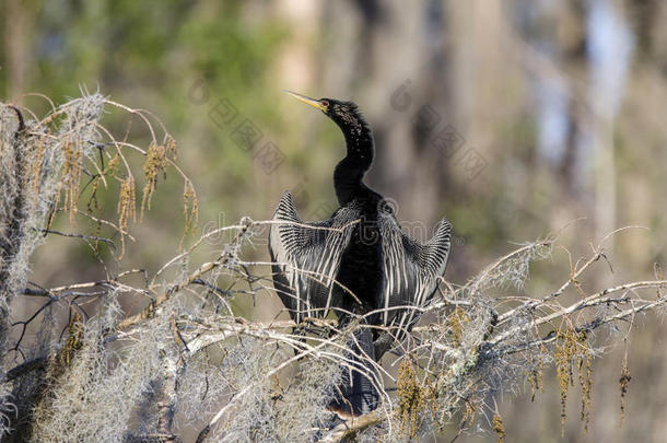 安兴加镖公繁殖羽毛，奥克芬诺基沼泽国家野生动物保护区