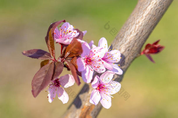 开始开花布鲁索姆<strong>蓝色</strong>蓝调