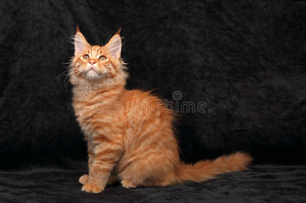 可爱的有趣的红色固体缅因州科恩小猫简介坐在洛