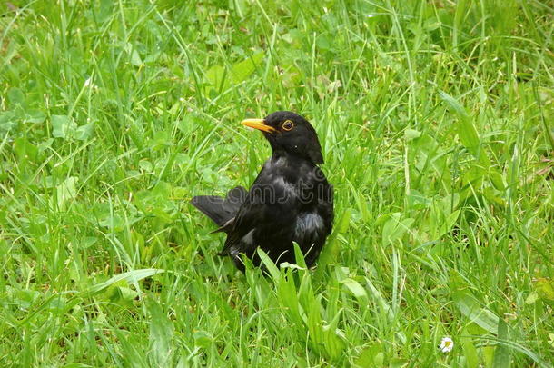 动物鸟黑色黑鸟草