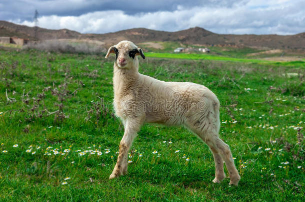 一只绵羊在摩洛哥的田野上。