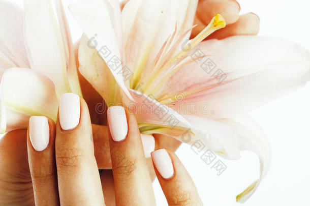 美丽精致的手与美甲握着花百合紧紧地贴在白色上