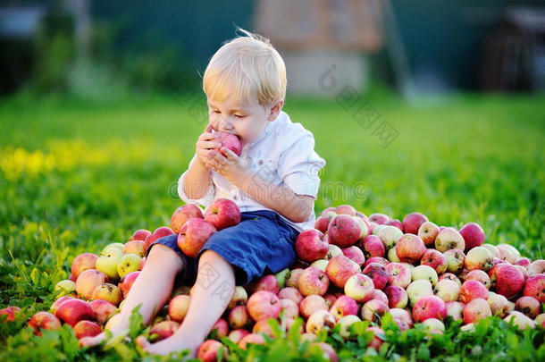 可爱的男孩坐在一堆苹果上，吃着成熟的苹果