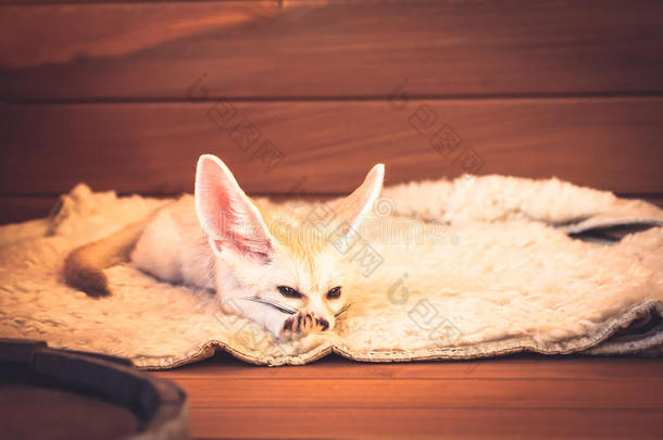可爱的宠物狐狸在柔软的<strong>床</strong>上用品上放松，伸展他的<strong>垫子</strong>