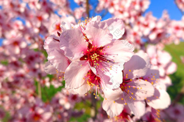 樱花粉红色的花在樱花树上