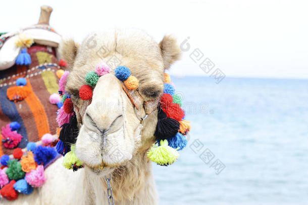 在海边附近特写骆驼的肖像。 骑骆驼