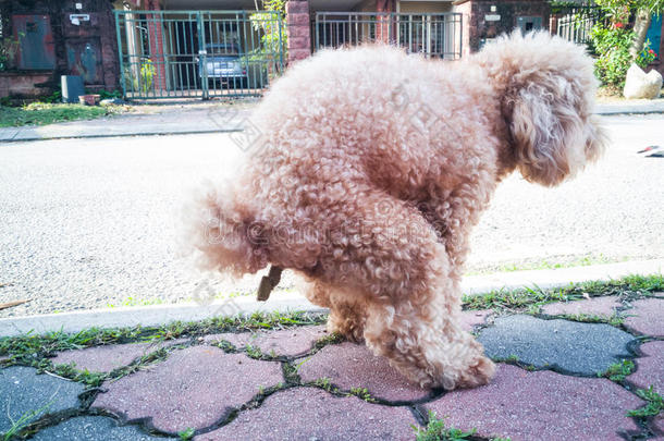 动物犬科动物可爱的排便狗