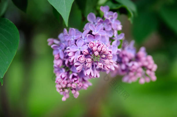 一朵紫色丁香花的花蕾，在一个清脆的计划中。
