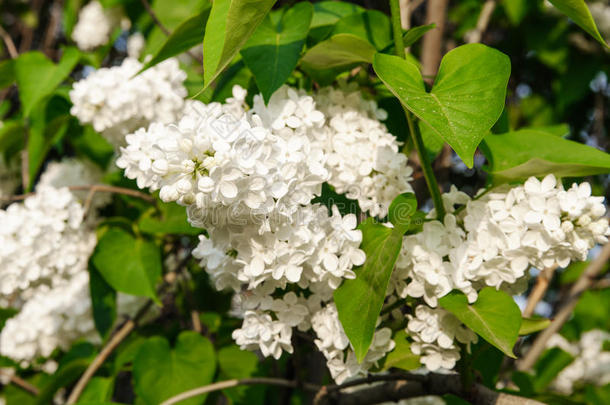 白丁香的花蕾，生长在灌木丛上的一个清脆的计划中。