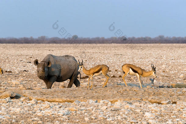 黑色钩唇犀牛和两只Springbok羚羊站在伊托沙民族的水洞里
