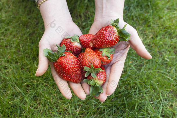 <strong>手中</strong>的草莓