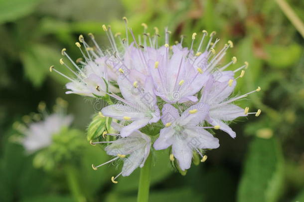美国植物园开花蓝色紫草科