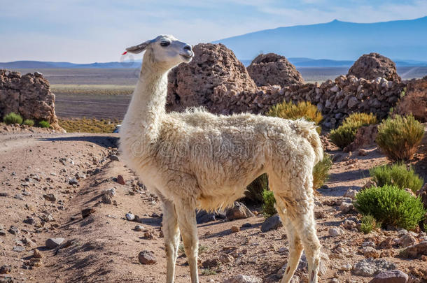 羊驼高原海拔高度美国安第斯山脉