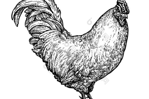 手绘公鸡，公鸡。 农场动物，鸡，公鸡，鸟素描。 老式矢量插图