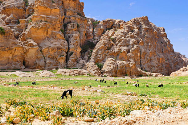 美丽的风景，风景，风景，查看一群贝都因`山羊在一个小佩特拉草原在瓦迪穆萨，约旦