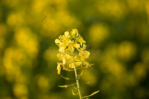 一朵黄色的小花