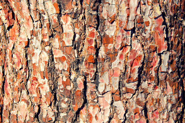 关闭老红松树<strong>皮纹理</strong>。 有机木材背景。