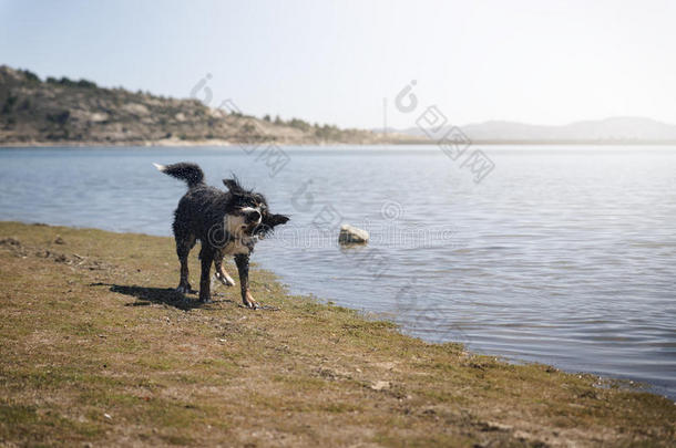 狗在湖里游泳后发抖