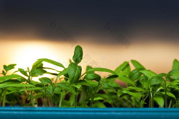 在日出时生长幼苗-新生命的开始&x28；植物，GR