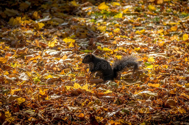 加拿大安大略省多伦多皇后公园秋叶之间的黑松鼠