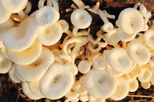 一群真菌