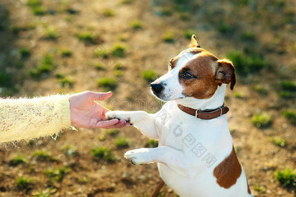 人与狗握手和爪子之间的友谊。 杰克罗素猎犬