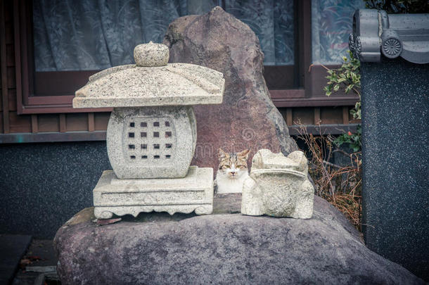 日本神社里的猫