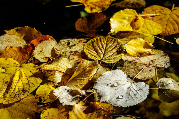 秋天气候关闭每年落叶的荒凉