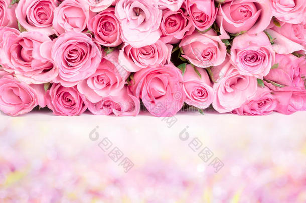 边界美丽的新鲜甜蜜的粉红色玫瑰为爱浪漫的山谷