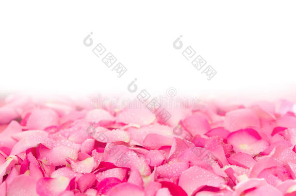 新鲜浅粉红色<strong>玫瑰</strong>花瓣背景与水雨滴