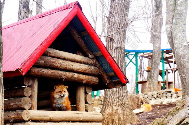 日本狐狸村的狐狸。