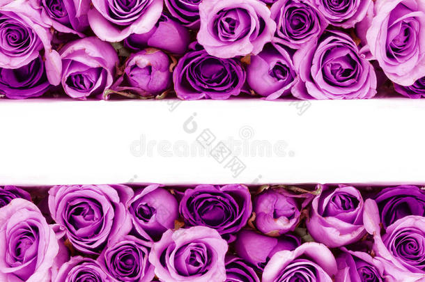 边界美丽的新鲜甜蜜的紫色玫瑰，为爱情浪漫的VA