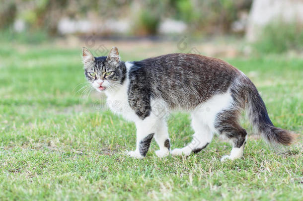 可爱的塞浦路斯猫